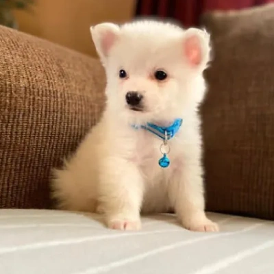 American Eskimo puppies for sale in Ajmer