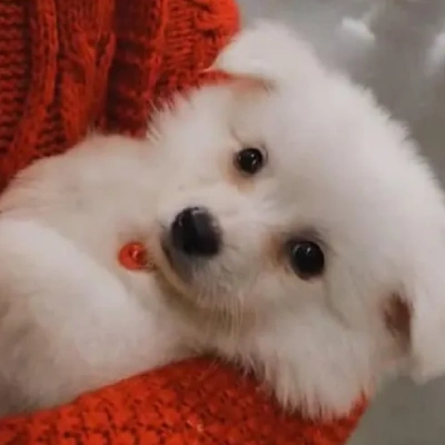 American Eskimo puppies for sale in Ajmer