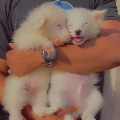 American Eskimo puppies for sale in Ajmer
