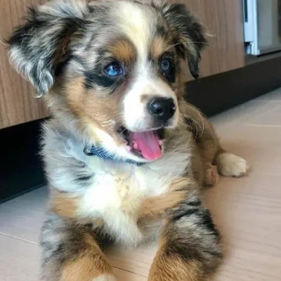Australian Shepherd puppies for sale in Ajmer