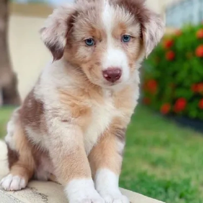 Australian Shepherd puppies for sale in Ajmer