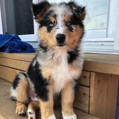 Australian Shepherd puppies for sale in Ajmer