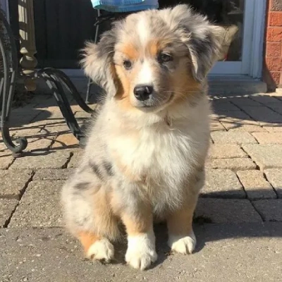 Australian Shepherd puppies for sale in Ajmer