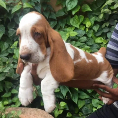 Basset Hound puppies for sale in Ajmer