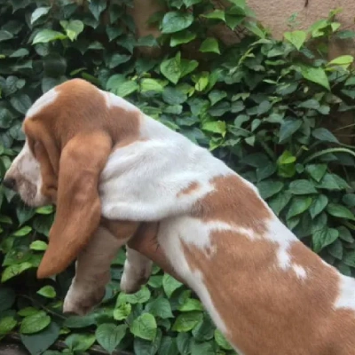 Basset Hound puppies for sale in Ajmer