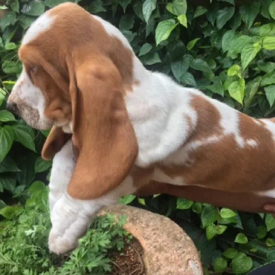 Basset Hound puppies for sale in Ajmer