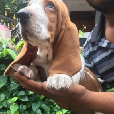 Basset Hound puppies for sale in Ajmer