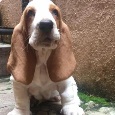 Basset Hound puppies for sale in Ajmer