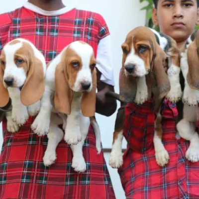 Basset Hound puppies for sale in Ajmer