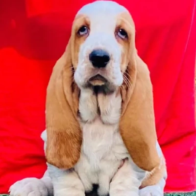 Basset Hound puppies for sale in Ajmer