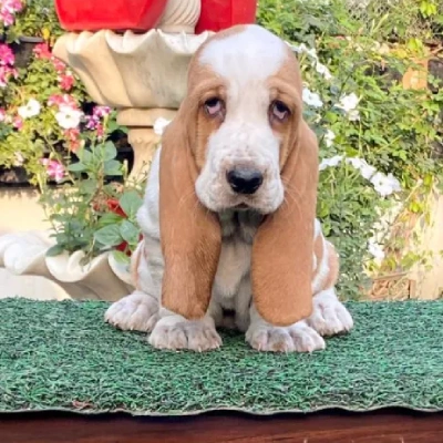 Basset Hound puppies for sale in Ajmer