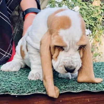 Basset Hound puppies for sale in Ajmer