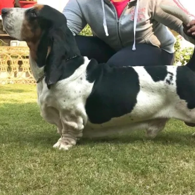 Basset Hound puppies for sale in Ajmer