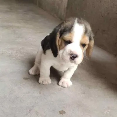 Beagle puppies for sale in Jaipur