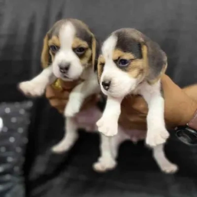 Beagle puppies for sale in Ajmer