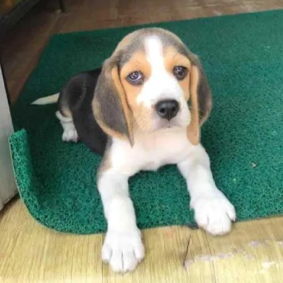 Beagle puppies for sale in Jaipur