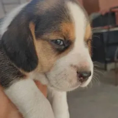 Beagle puppies for sale in Ajmer