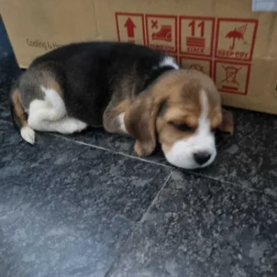 Beagle puppies for sale in Visakhapatnam