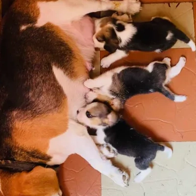 Beagle puppies for sale in Visakhapatnam