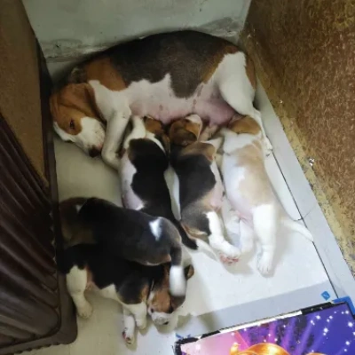 Beagle puppies for sale in Visakhapatnam