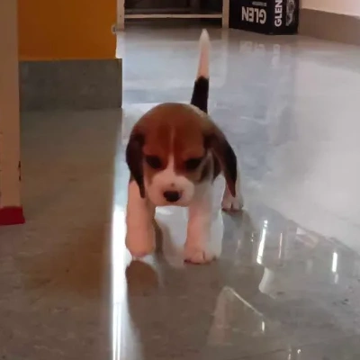 Beagle puppies for sale in Jaipur