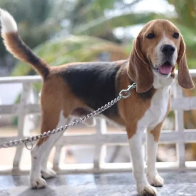 Beagle puppies for sale in Visakhapatnam