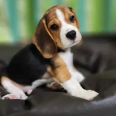 Beagle puppies for sale in Jaipur