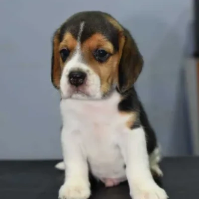 Beagle puppies for sale in Visakhapatnam