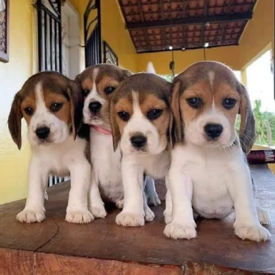 Beagle puppies for sale in Visakhapatnam