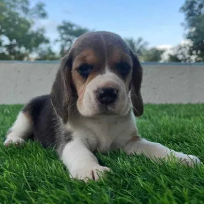 Beagle puppies for sale in Gurgaon