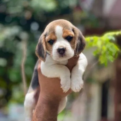 Beagle puppies for sale in Visakhapatnam