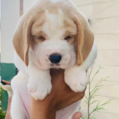 Beagle puppies for sale in Jaipur