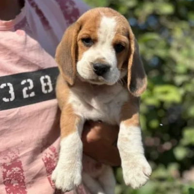 Beagle puppies for sale in Jaipur