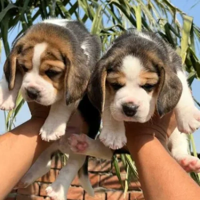 Beagle puppies for sale in Jaipur