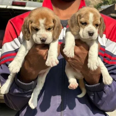 Beagle puppies for sale in Visakhapatnam