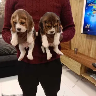Beagle puppies for sale in Visakhapatnam