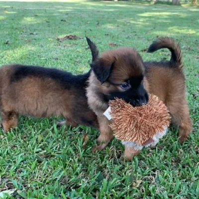 Belgian Malinois puppies for sale in Ajmer