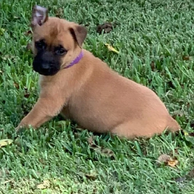 Belgian Malinois puppies for sale in Ajmer