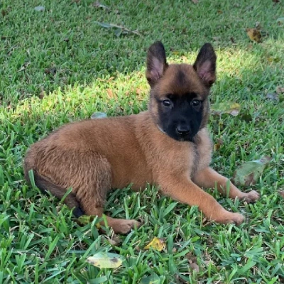 Belgian Malinois puppies for sale in Ajmer
