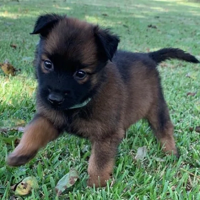 Belgian Malinois puppies for sale in Ajmer