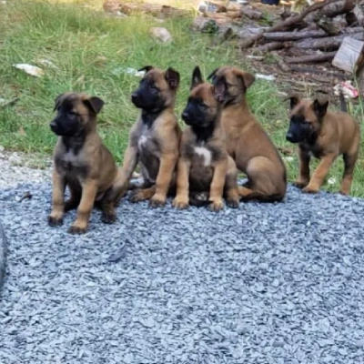 Belgian Malinois puppies for sale in Ajmer