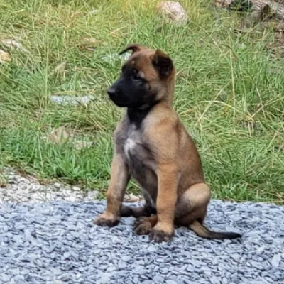 Belgian Malinois puppies for sale in Ajmer