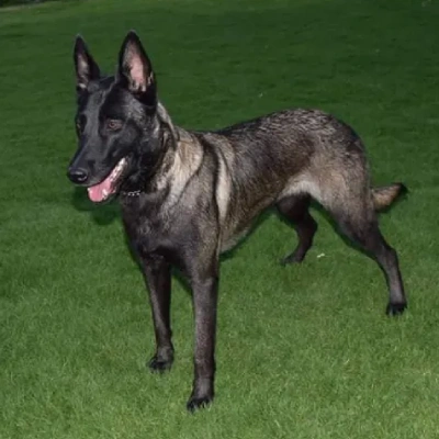 Belgian Malinois puppies for sale in Ajmer