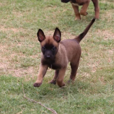 Belgian Malinois puppies for sale in Ajmer