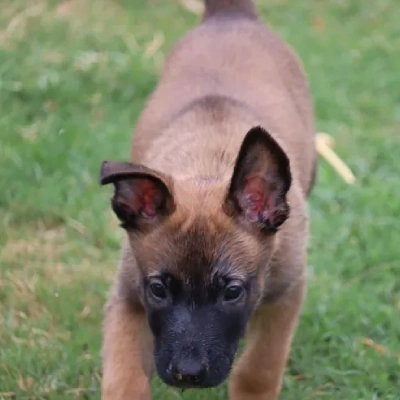 Belgian Malinois puppies for sale in Ajmer