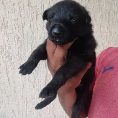 Belgian Malinois puppies for sale in Ajmer