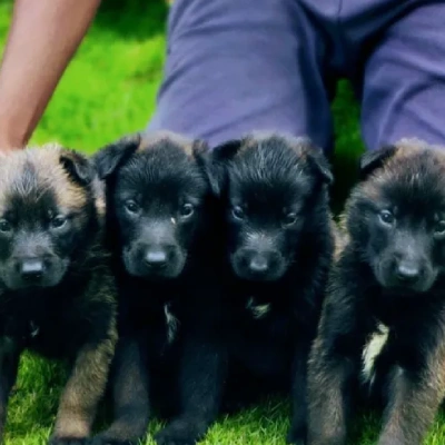Belgian Malinois puppies for sale in Ajmer