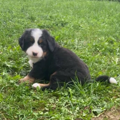 Bernese Mountain puppies for sale in Ajmer
