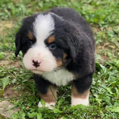 Bernese Mountain puppies for sale in Ajmer