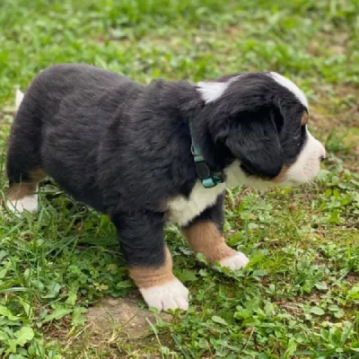 Bernese Mountain puppies for sale in Ajmer